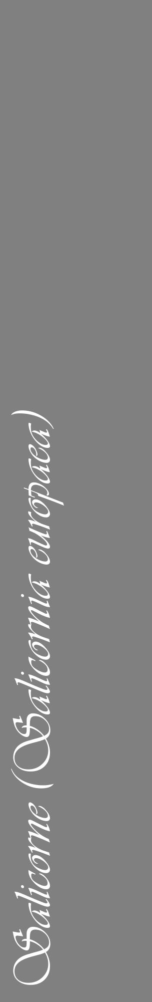 Étiquette de : Salicornia europaea - format c - style blanche57_basiqueviv avec comestibilité