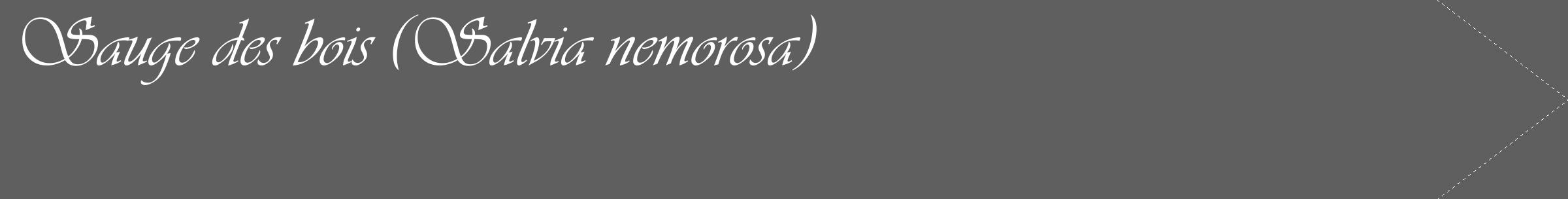 Étiquette de : Salvia nemorosa - format c - style blanche10_simple_simpleviv avec comestibilité
