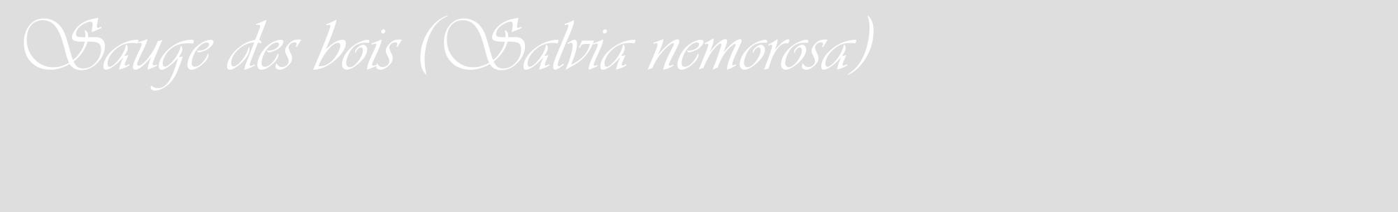 Étiquette de : Salvia nemorosa - format c - style blanche20_basique_basiqueviv avec comestibilité