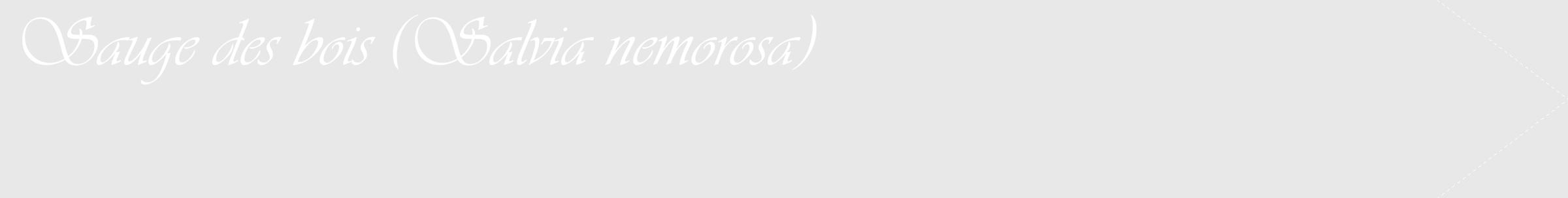 Étiquette de : Salvia nemorosa - format c - style blanche55_simple_simpleviv avec comestibilité