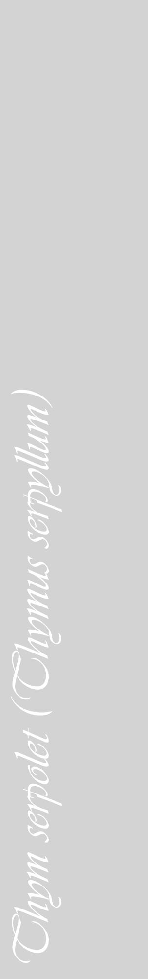 Étiquette de : Thymus serpyllum - format c - style blanche56_basiqueviv avec comestibilité