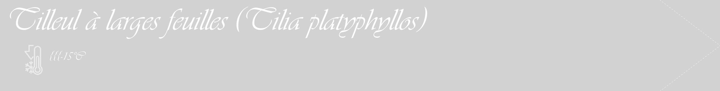Étiquette de : Tilia platyphyllos - format c - style blanche14_simple_simpleviv avec comestibilité