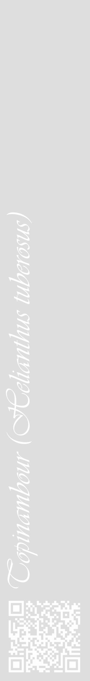 Étiquette de : Helianthus tuberosus - format c - style blanche20_basique_basiqueviv avec qrcode et comestibilité - position verticale