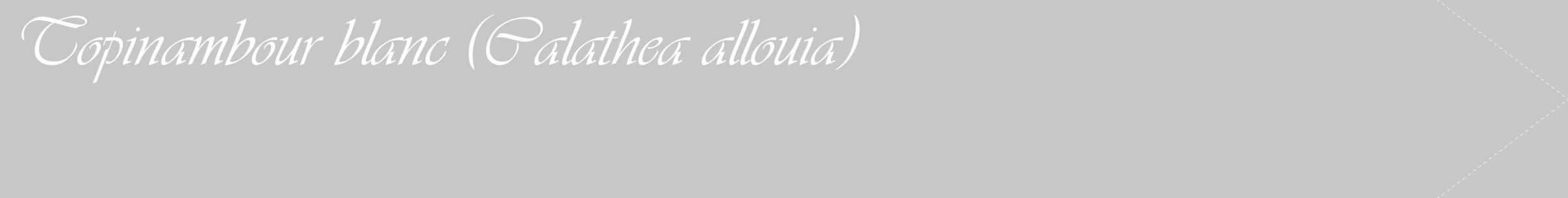 Étiquette de : Calathea allouia - format c - style blanche15_simple_simpleviv avec comestibilité