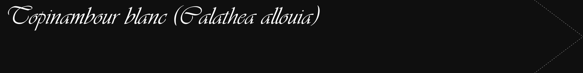 Étiquette de : Calathea allouia - format c - style blanche7_simple_simpleviv avec comestibilité