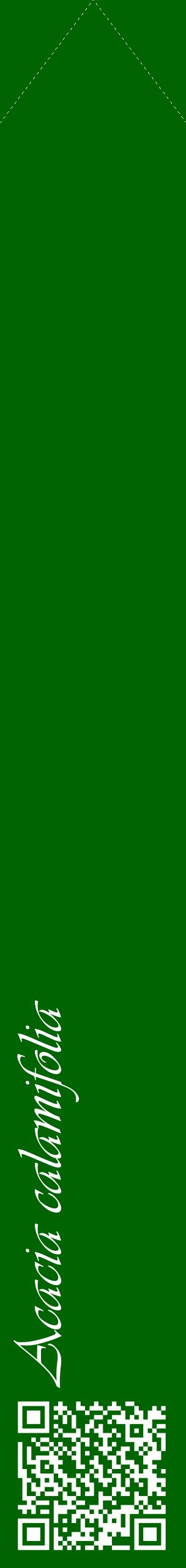 Étiquette de : Acacia calamifolia - format c - style blanche8_simpleviv avec qrcode et comestibilité
