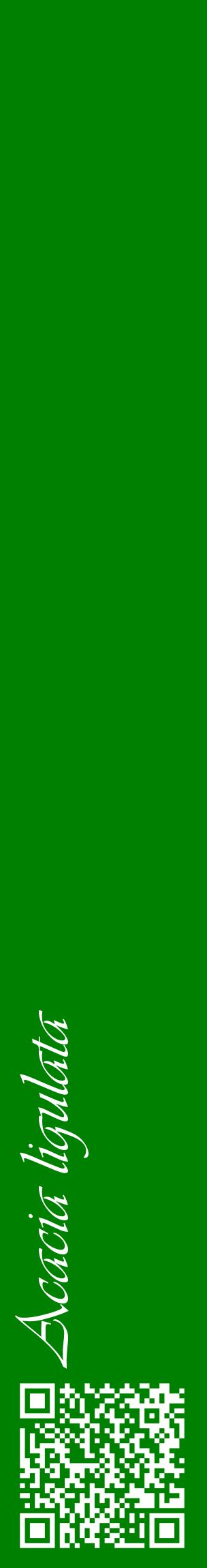 Étiquette de : Acacia ligulata - format c - style blanche9_basiqueviv avec qrcode et comestibilité