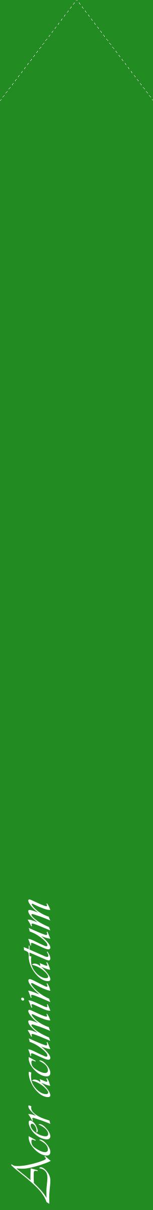Étiquette de : Acer acuminatum - format c - style blanche10_simpleviv avec comestibilité