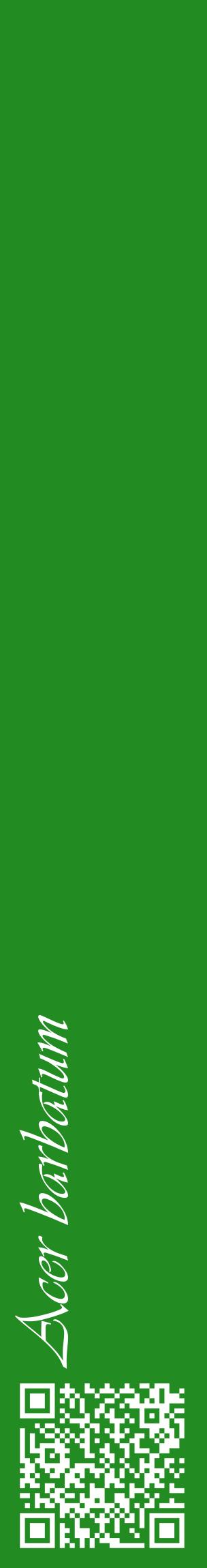 Étiquette de : Acer barbatum - format c - style blanche10_basiqueviv avec qrcode et comestibilité