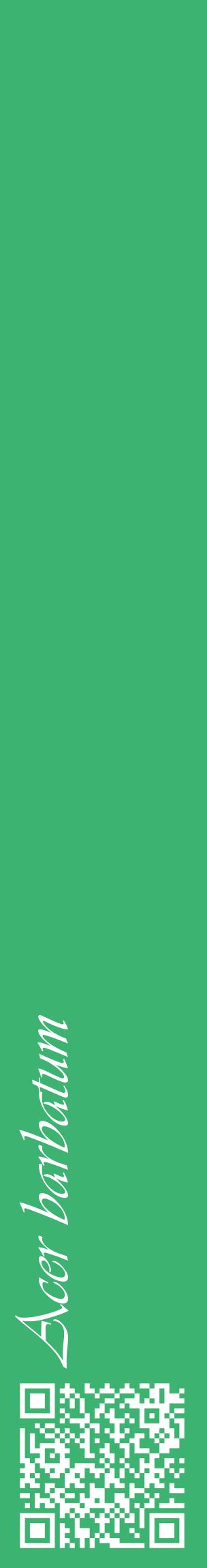 Étiquette de : Acer barbatum - format c - style blanche12_basiqueviv avec qrcode et comestibilité