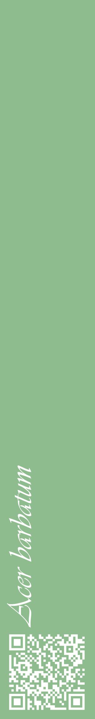 Étiquette de : Acer barbatum - format c - style blanche13_basiqueviv avec qrcode et comestibilité