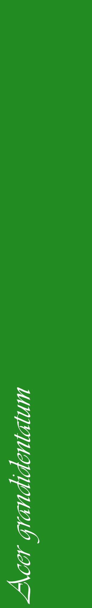 Étiquette de : Acer grandidentatum - format c - style blanche10_basiqueviv avec comestibilité