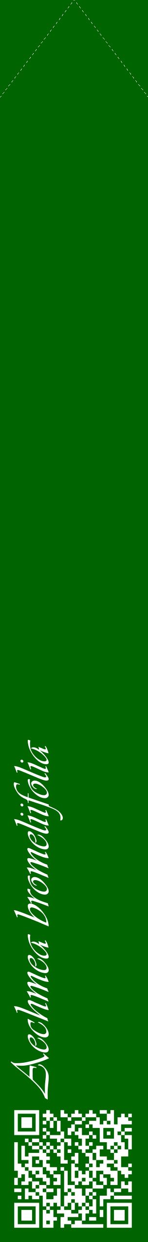 Étiquette de : Aechmea bromeliifolia - format c - style blanche8_simpleviv avec qrcode et comestibilité