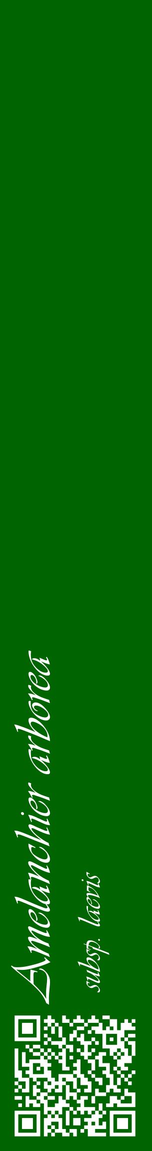 Étiquette de : Amelanchier arborea subsp. laevis - format c - style blanche8_basiqueviv avec qrcode et comestibilité