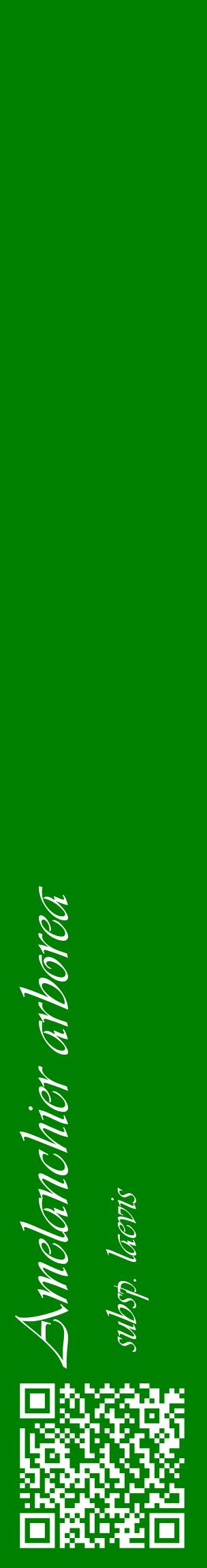 Étiquette de : Amelanchier arborea subsp. laevis - format c - style blanche9_basiqueviv avec qrcode et comestibilité
