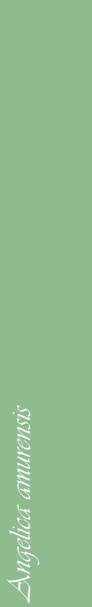 Étiquette de : Angelica amurensis - format c - style blanche13_basiqueviv avec comestibilité