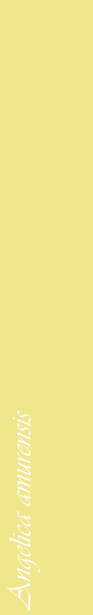 Étiquette de : Angelica amurensis - format c - style blanche20_basiqueviv avec comestibilité