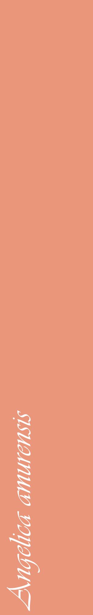 Étiquette de : Angelica amurensis - format c - style blanche37_basiqueviv avec comestibilité