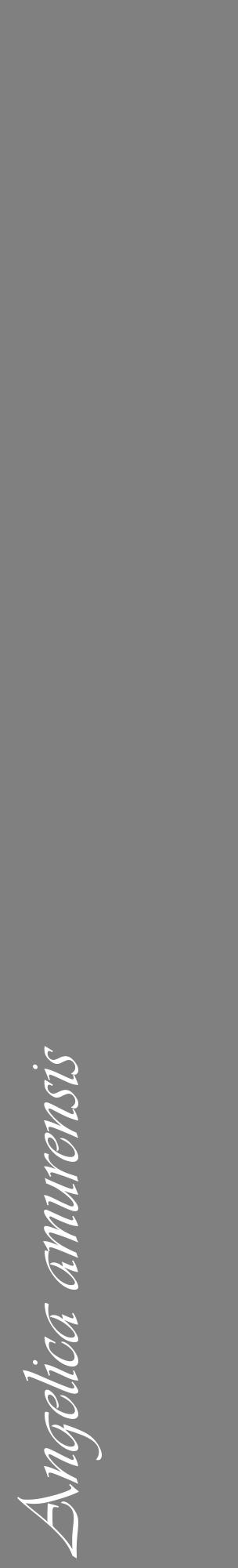 Étiquette de : Angelica amurensis - format c - style blanche57_basiqueviv avec comestibilité