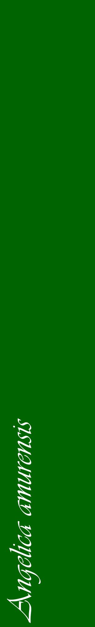 Étiquette de : Angelica amurensis - format c - style blanche8_basiqueviv avec comestibilité