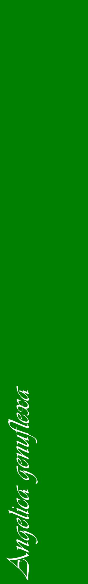 Étiquette de : Angelica genuflexa - format c - style blanche9_basiqueviv avec comestibilité