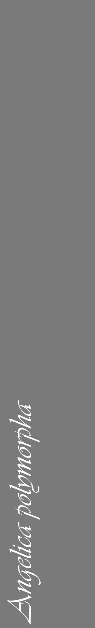 Étiquette de : Angelica polymorpha - format c - style blanche3_basique_basiqueviv avec comestibilité - position verticale
