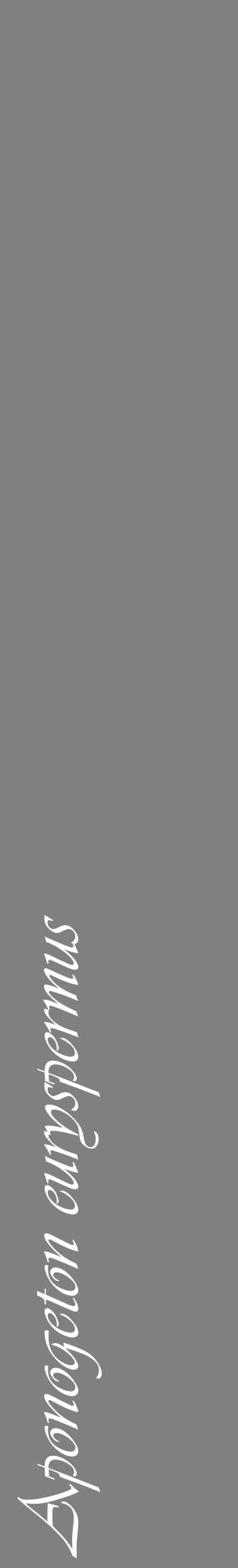 Étiquette de : Aponogeton euryspermus - format c - style blanche57_basiqueviv avec comestibilité
