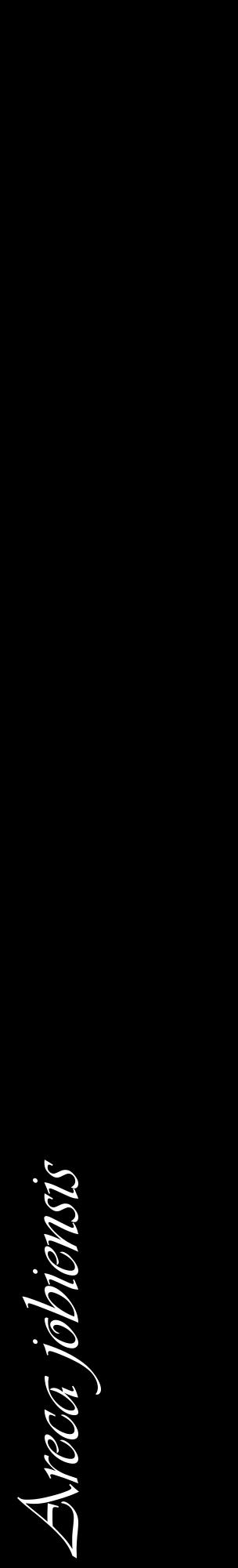 Étiquette de : Areca jobiensis - format c - style blanche59_basiqueviv avec comestibilité
