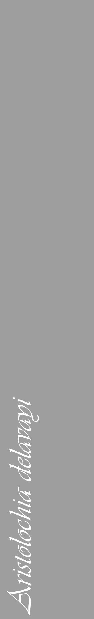 Étiquette de : Aristolochia delavayi - format c - style blanche42_basique_basiqueviv avec comestibilité - position verticale