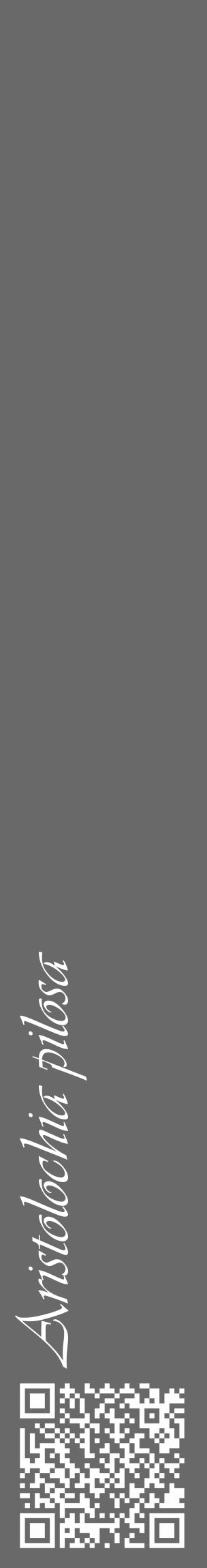 Étiquette de : Aristolochia pilosa - format c - style blanche11_basique_basiqueviv avec qrcode et comestibilité - position verticale