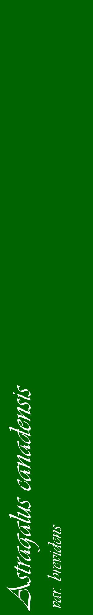 Étiquette de : Astragalus canadensis var. brevidens - format c - style blanche8_basiqueviv avec comestibilité