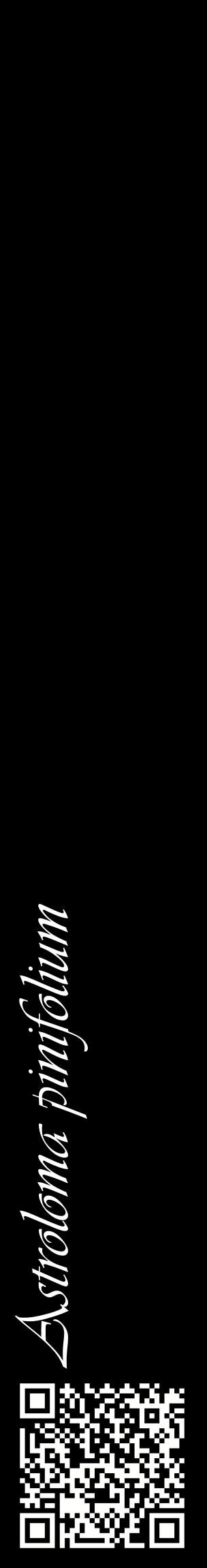 Étiquette de : Astroloma pinifolium - format c - style blanche59_basiqueviv avec qrcode et comestibilité