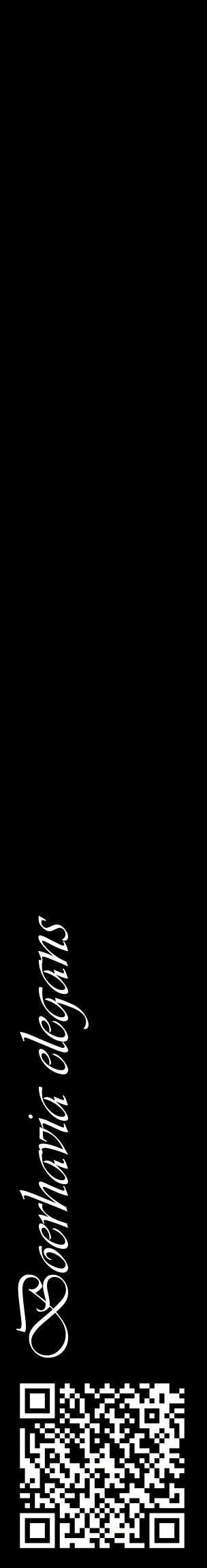 Étiquette de : Boerhavia elegans - format c - style blanche59_basiqueviv avec qrcode et comestibilité
