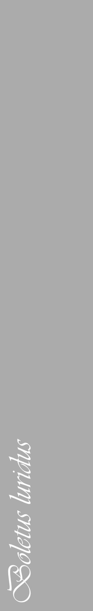 Étiquette de : Boletus luridus - format c - style blanche37_basique_basiqueviv avec comestibilité - position verticale