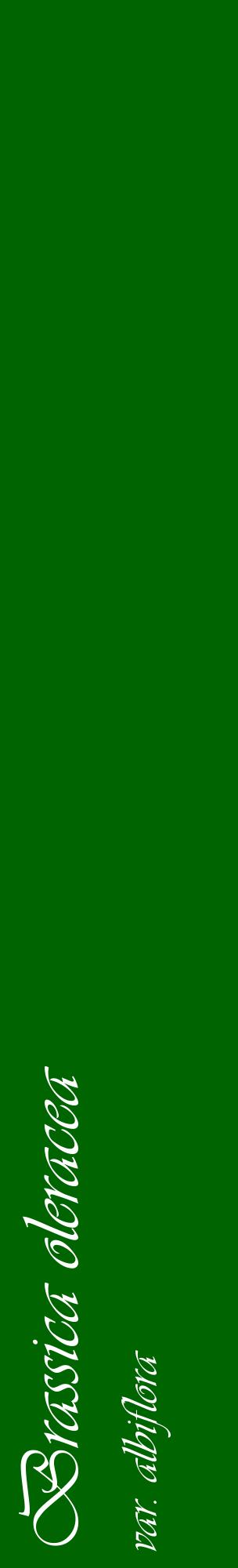 Étiquette de : Brassica oleracea var. albiflora - format c - style blanche8_basiqueviv avec comestibilité