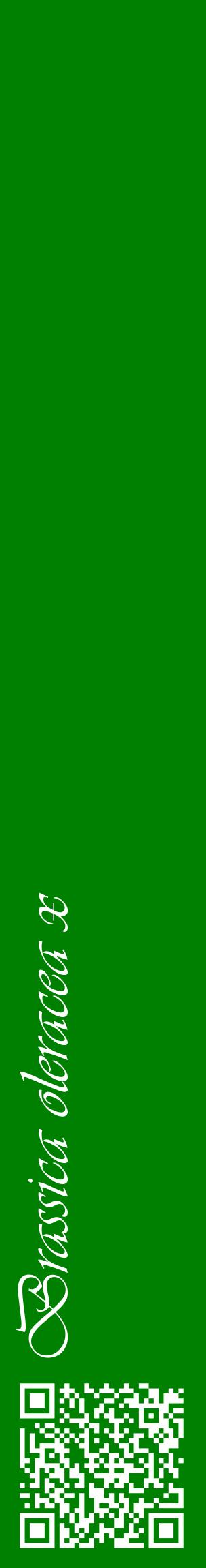 Étiquette de : Brassica oleracea x - format c - style blanche9_basiqueviv avec qrcode et comestibilité