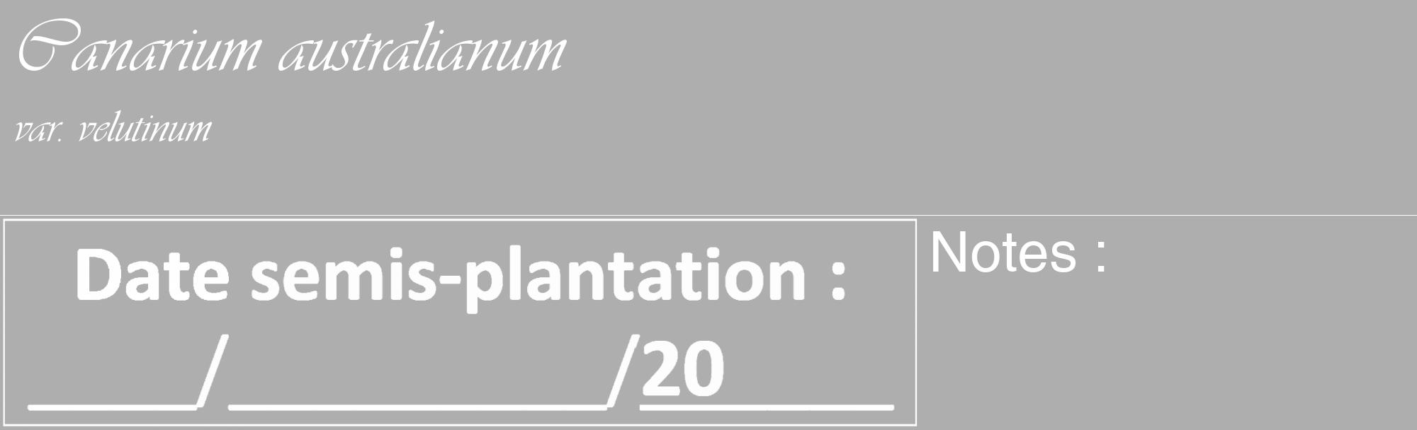 Étiquette de : Canarium australianum var. velutinum - format c - style blanche53_basique_basiqueviv avec comestibilité