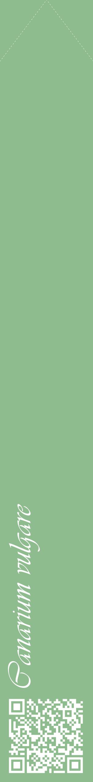 Étiquette de : Canarium vulgare - format c - style blanche13_simpleviv avec qrcode et comestibilité
