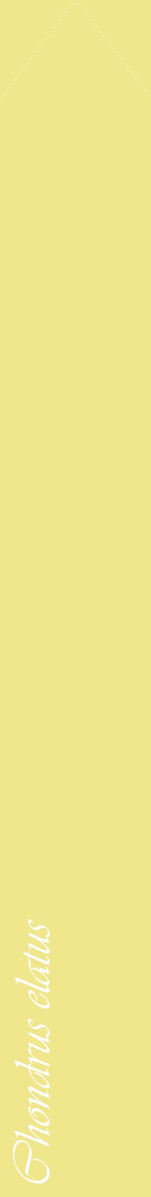 Étiquette de : Chondrus elatus - format c - style blanche20_simple_simpleviv avec comestibilité - position verticale