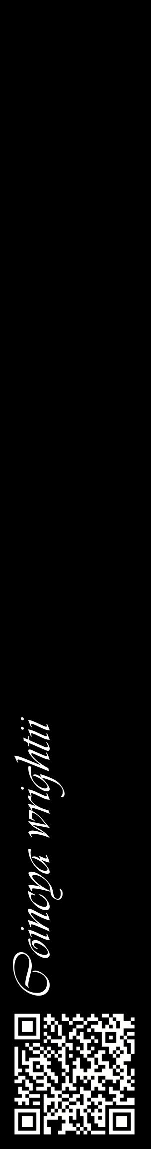 Étiquette de : Coincya wrightii - format c - style blanche59_basiqueviv avec qrcode et comestibilité