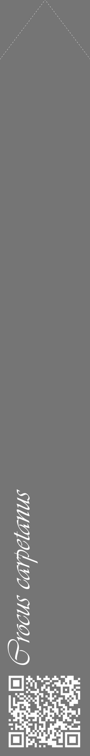 Étiquette de : Crocus carpetanus - format c - style blanche5_simple_simpleviv avec qrcode et comestibilité - position verticale