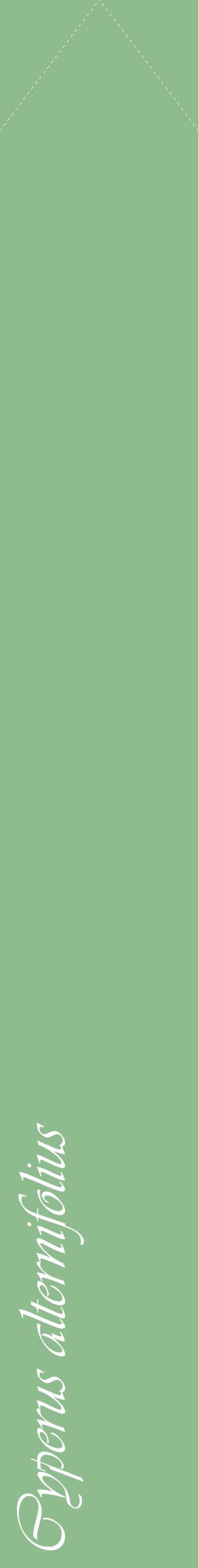 Étiquette de : Cyperus alternifolius - format c - style blanche13_simpleviv avec comestibilité