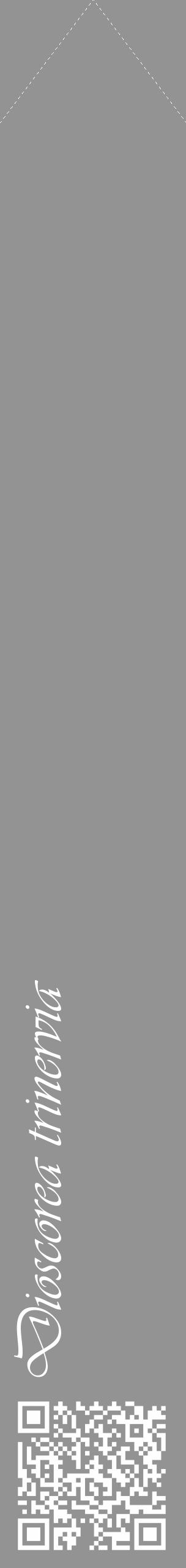 Étiquette de : Dioscorea trinervia - format c - style blanche44_simple_simpleviv avec qrcode et comestibilité - position verticale