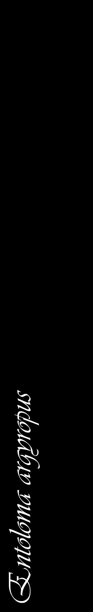 Étiquette de : Entoloma argyropus - format c - style blanche59_basiqueviv avec comestibilité