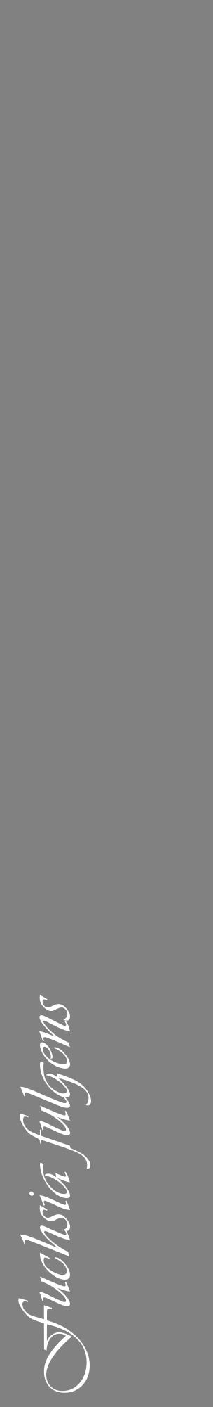 Étiquette de : Fuchsia fulgens - format c - style blanche50_basique_basiqueviv avec comestibilité - position verticale