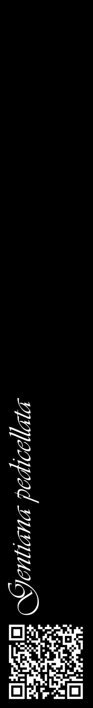 Étiquette de : Gentiana pedicellata - format c - style blanche59_basiqueviv avec qrcode et comestibilité