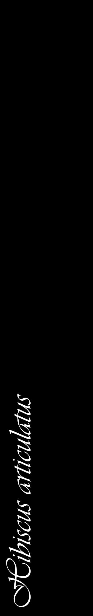 Étiquette de : Hibiscus articulatus - format c - style blanche59_basiqueviv avec comestibilité
