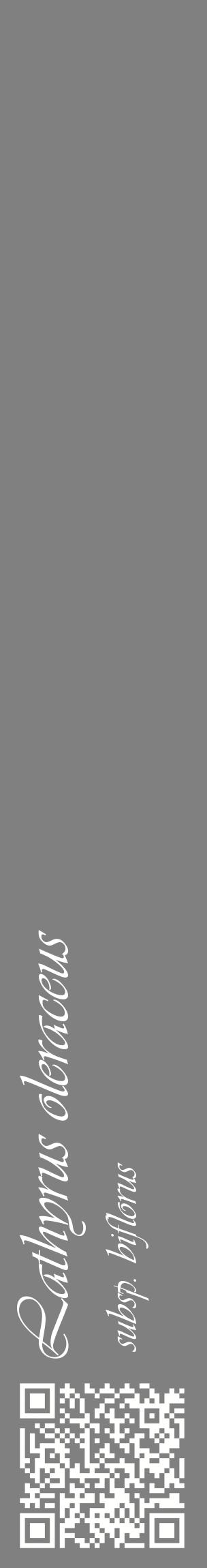 Étiquette de : Lathyrus oleraceus subsp. biflorus - format c - style blanche57_basiqueviv avec qrcode et comestibilité