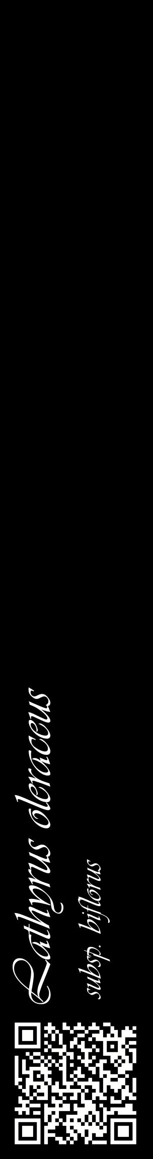 Étiquette de : Lathyrus oleraceus subsp. biflorus - format c - style blanche59_basiqueviv avec qrcode et comestibilité