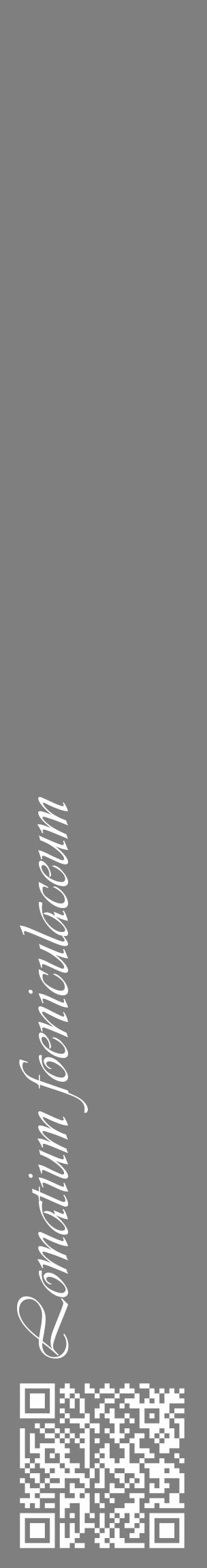 Étiquette de : Lomatium foeniculaceum - format c - style blanche31_basique_basiqueviv avec qrcode et comestibilité - position verticale